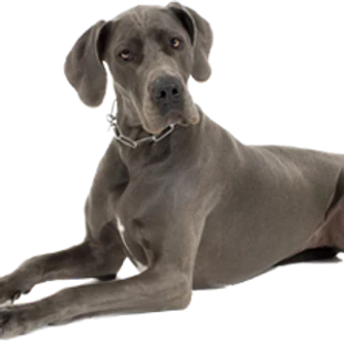 NEW!! T-Rex Moose Antler Chew-2