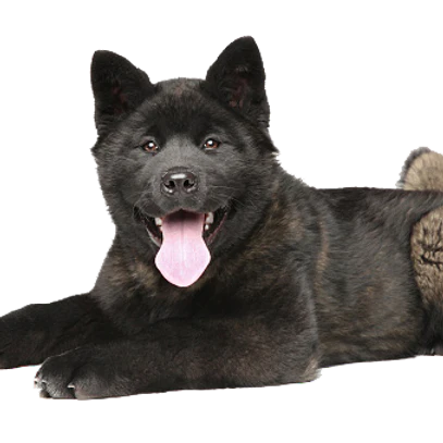 NEW!! T-Rex Moose Antler Chew-3